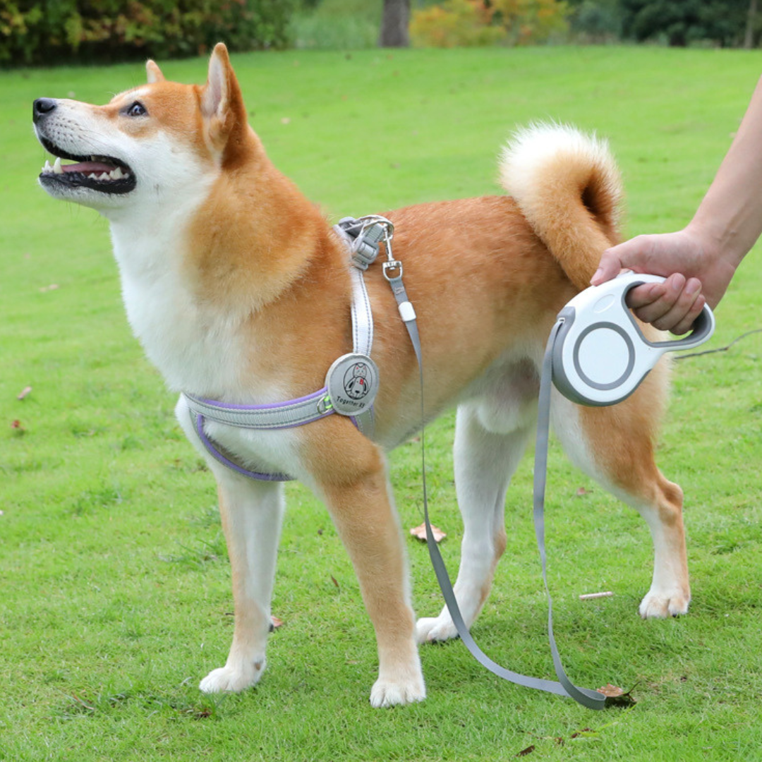 Basics Retractable Dog Leash-Grey